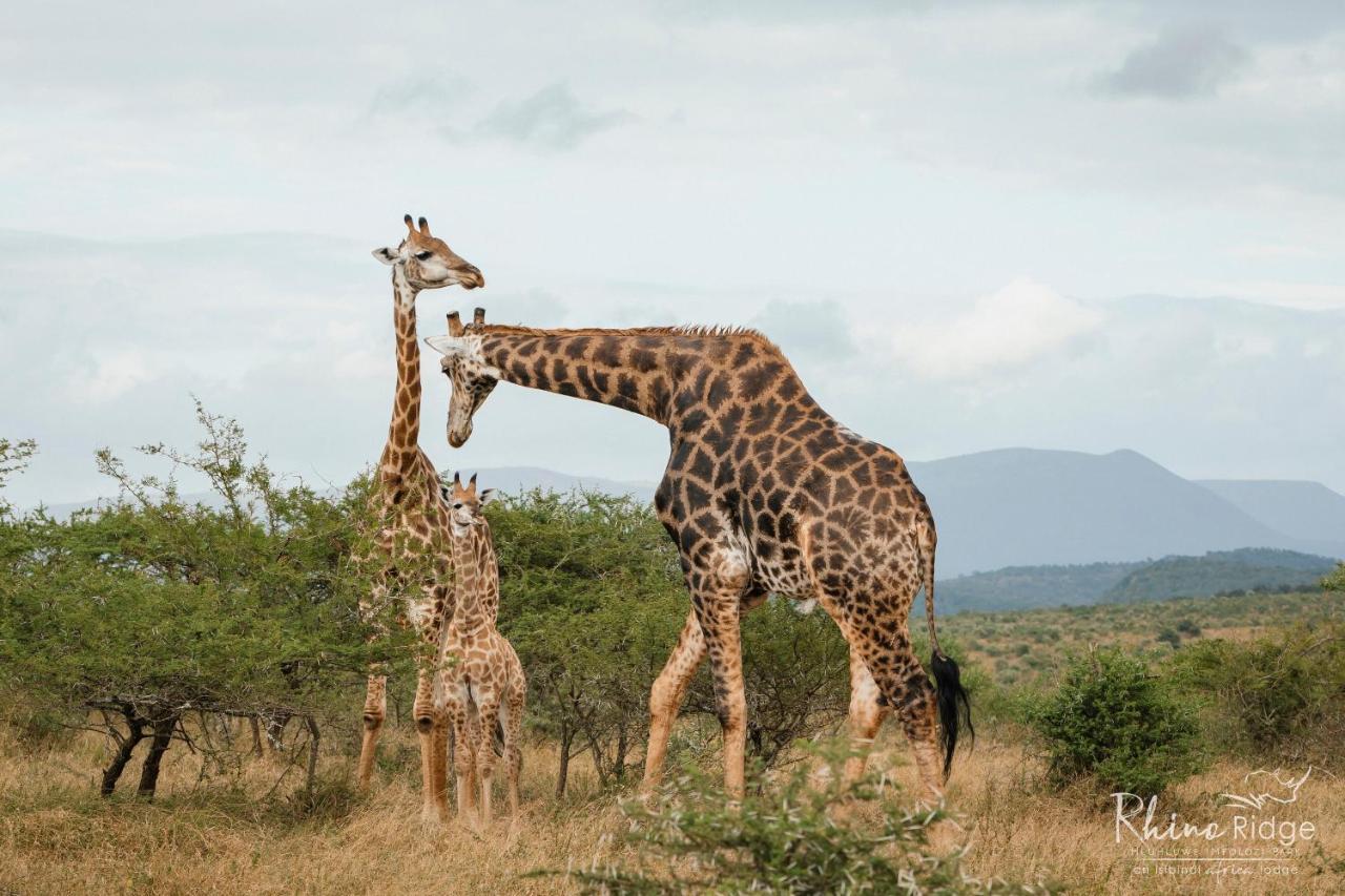 Rhino Ridge Safari Lodge KwaNompondo Bagian luar foto